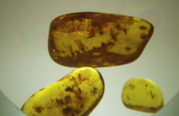 <br />
Самых древних насекомых-опылителей обнаружили в янтаре<br />
