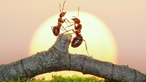 <br />
Около миллиона муравьев-каннибалов сбежало из ядерного бункера<br />
