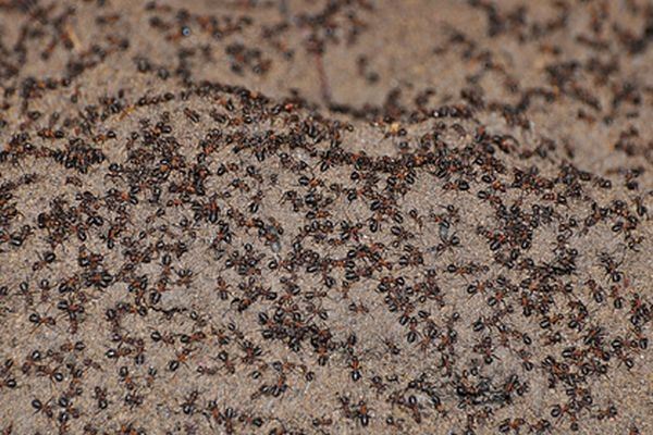 <br />
Миллион муравьев-каннибалов сбежали из советского ядерного бункера<br />
