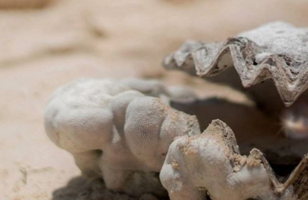 <br />
В Абу-Даби обнаружена древнейшая жемчужина в мире<br />
