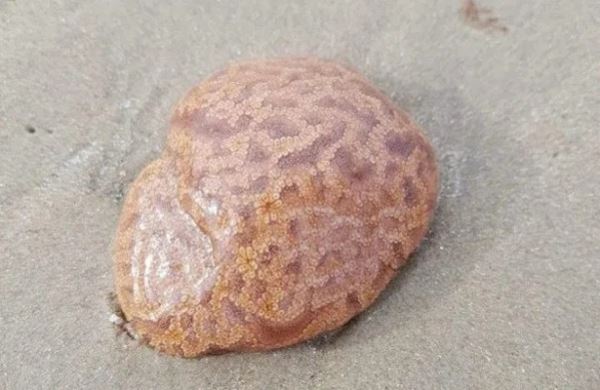 <br />
На пляже в Австралии нашли живой «мозг»<br />
